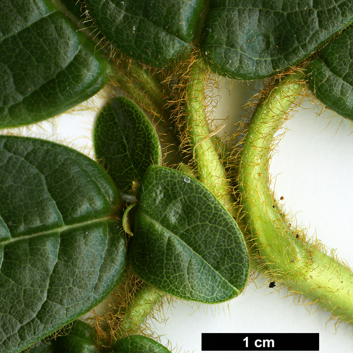 High resolution image: Family: Ericaceae - Genus: Rhododendron - Taxon: aff. valentinianum